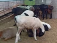 Widder, Hissar sheep — Foto 1