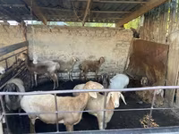 نعجة, Rhon sheep — الصورة 2