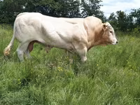 Býk, Blonde d’Aquitane cattle — foto 1