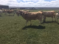 بقرة, Partenaise cattle — الصورة 2