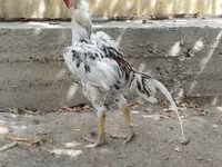 Chickens — फ़ोटो 2