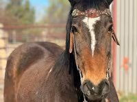 Kůň, Mustang — foto 3