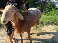 Widder, Agin sheep — Foto 3