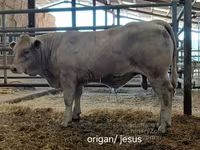 Býk, Charolais cattle — foto 5