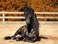 Caballo, Friesian — foto 3