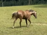 Kůň, Rocky Mountain Horse — foto 4