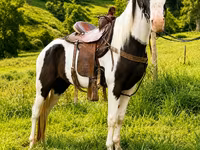 حصان, Appaloosa — الصورة 4