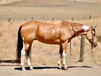 Yegua, Quarter Horse — foto 2