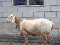 ஆண் ஆடு, Arashan sheep — புகைப்படம் 2