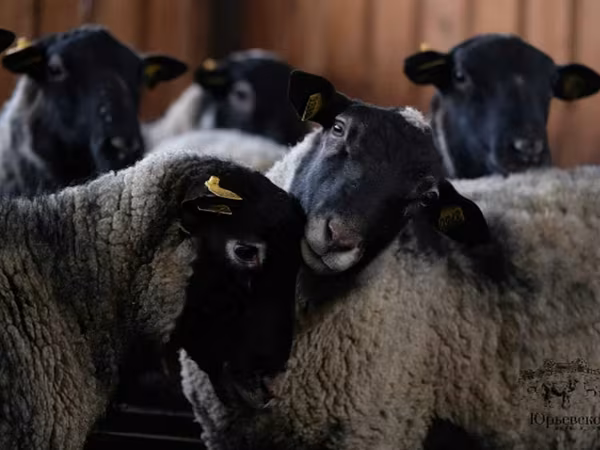 Widder, Romanov sheep