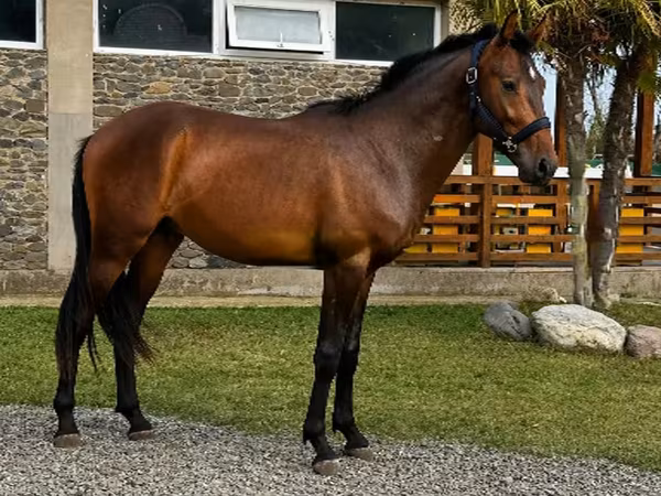 Hengst, Karachay horse