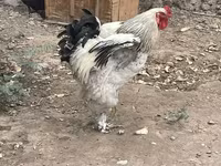 Brahma — foto 3