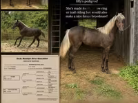 Klisna, Rocky Mountain Horse — foto 1