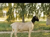 كبش, Edilbay sheep — الصورة 6
