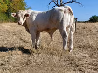Býk, Charolais cattle — foto 8