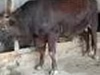 Býk, Červená stepní kráva — foto 6
