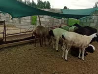 Widder, Hissar sheep — Foto 2