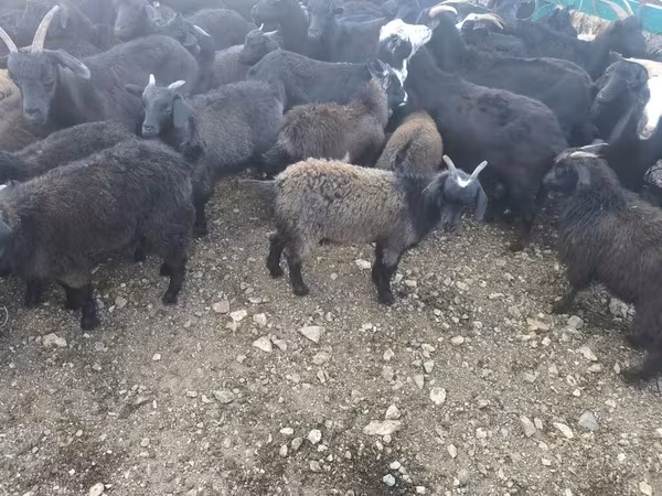 الماعز