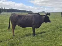 Cow, Wagyu — photo 2