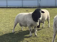 نعجة, Dorper sheep — الصورة 2