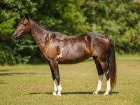பெண் குதிரை, American paint horse — புகைப்படம் 4