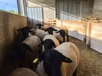 Widder, White Suffolk sheep — Foto 1