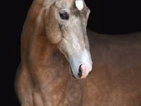 Kůň, Akhal-Teke — foto 1