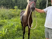 Klisna, Rocky Mountain Horse — foto 4