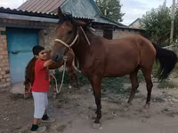 Yegua, Thoroughbred horse — foto 8