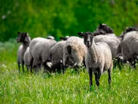Widder, Romanov sheep — Foto 4