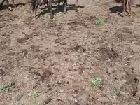 பெண் குதிரை, Horse breed — புகைப்படம் 1