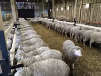 Sheep, Kuibyshev sheep — photo 2
