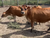 गाय, जर्सी नस्ल — फ़ोटो 2