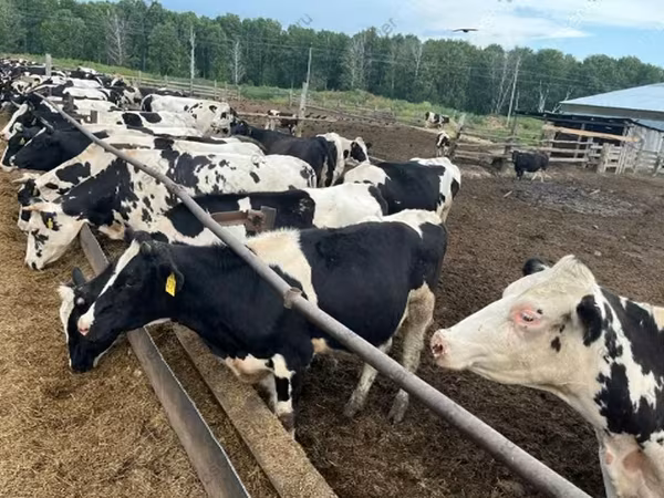 காளை, Russian Black pied cattle