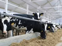 Cow, Holstein breed — photo 1