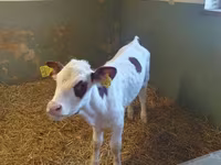 母牛, Simmental cattle — 照片 1