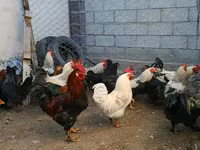 ब्रह्मा — फ़ोटो 4