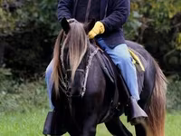 Klisna, Rocky Mountain Horse — foto 2