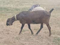 Koza, Nubian Goat — foto 3