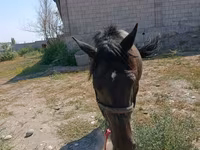 فرس, Skyros Pony — الصورة 2