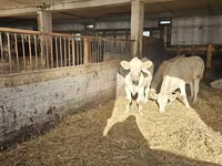 Krava, Charolais cattle — foto 4