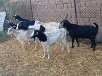 बकरा, Saanen goat — फ़ोटो 2