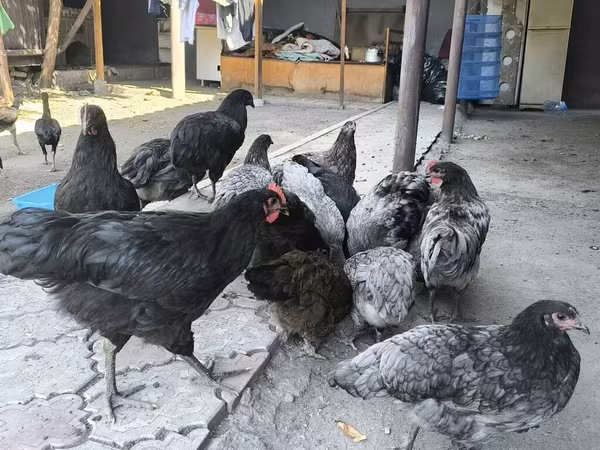 ஆஸ்த்ராலார்ப்