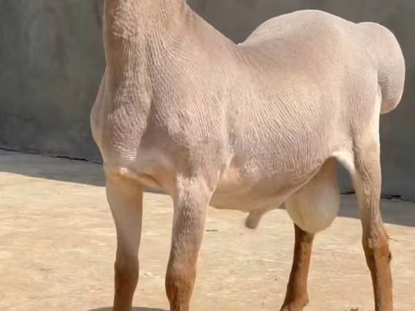 Beran, Rhon sheep