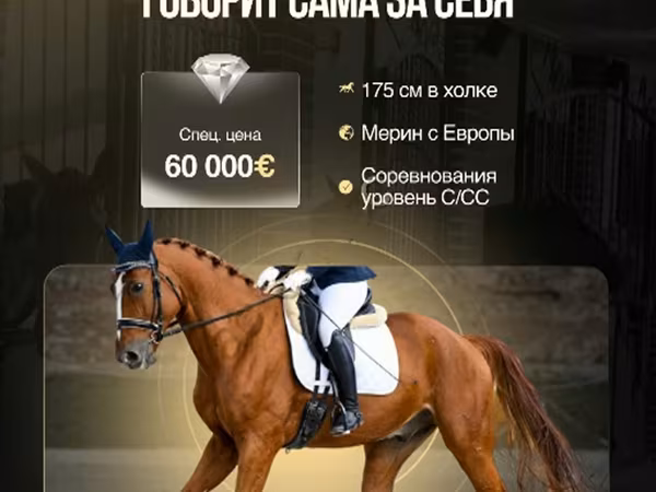 Kůň, Friesian sport horse