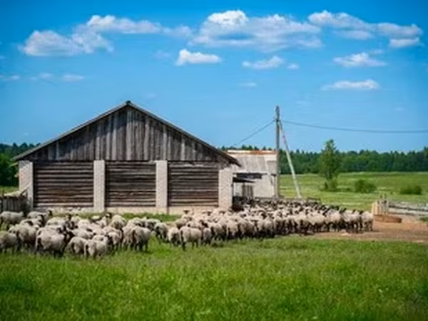 Romanov sheep