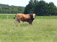 காளை, Partenaise cattle — புகைப்படம் 5