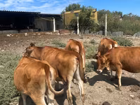 गाय, जर्सी नस्ल — फ़ोटो 1
