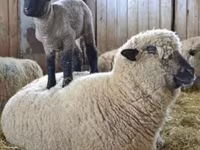 मेढ़ा, Hampshire sheep — फ़ोटो 5