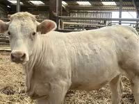 بقرة, Charolais cattle — الصورة 1